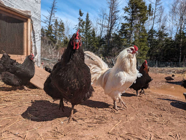 Chicken/Duck/Goose Hatching Eggs in Livestock in Charlottetown - Image 4