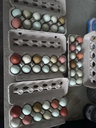 Selling some beautiful delicious farm fresh eggs. pick up Andrew, Vegreville, Mundare area please co...