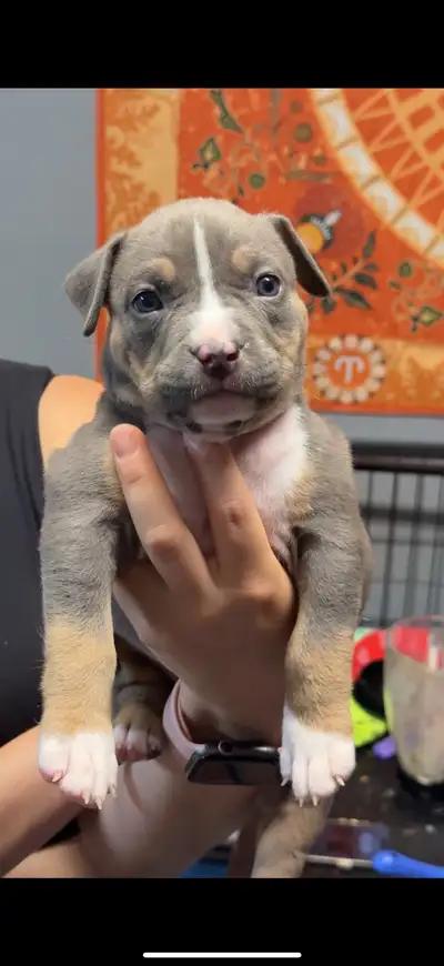 AdoraBULL puppies, View more