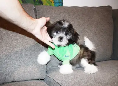 Chiot morkie mixe male, View more