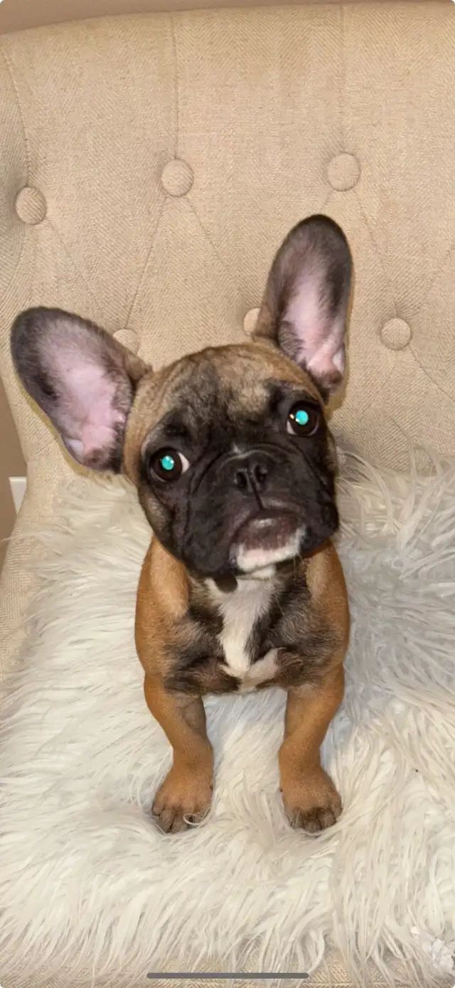 Tan/brown French bulldog puppy for sale in Dogs & Puppies for Rehoming in Mississauga / Peel Region - Image 3