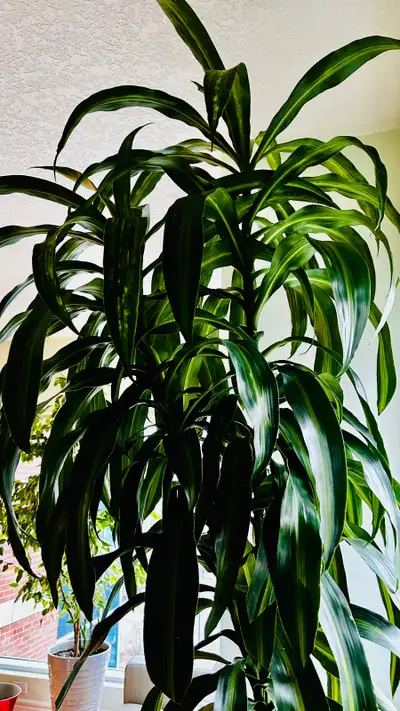 3 METERS TALL DRACENA MASSANGEANA GREAT TREE PLANT OFFICE STORE, View more