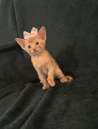 Voici nos trois adorables femelles abyssins qui cherchent leur future famille deux de couleurs fawn...