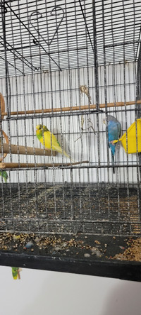 birds for sell 