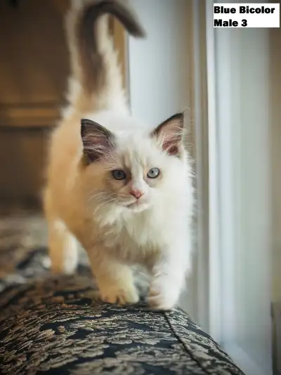 Health Certificated Bicolor Ragdoll kittens ,Vaccinated/Dewormed, View more