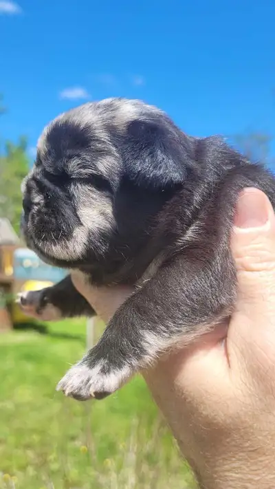 French bulldog puppies, View more