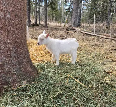 Buckling born March 21. Ready to go Mid May. This guy is a tank. Pictures don't do him justice. His...