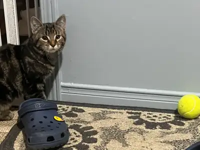 kitten looking for her forever home , View more