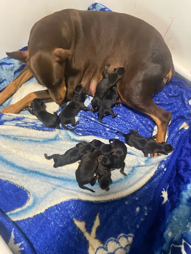 100% European Doberman puppies one  females in Dogs & Puppies for Rehoming in St. Catharines - Image 4