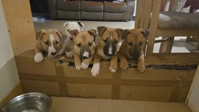 chiots a vendre in Dogs & Puppies for Rehoming in City of Montréal - Image 2
