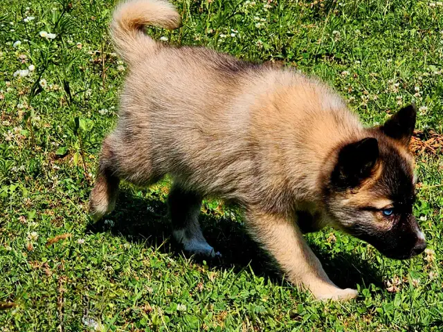 Husky x pup 1 girl with blue eyes in Dogs & Puppies for Rehoming in Ottawa - Image 5