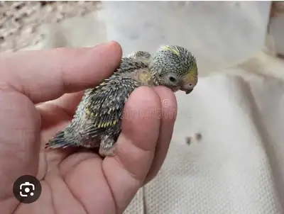 budgie baby, View more