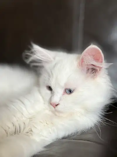Rehoming our Pure Siberian kittens, View more