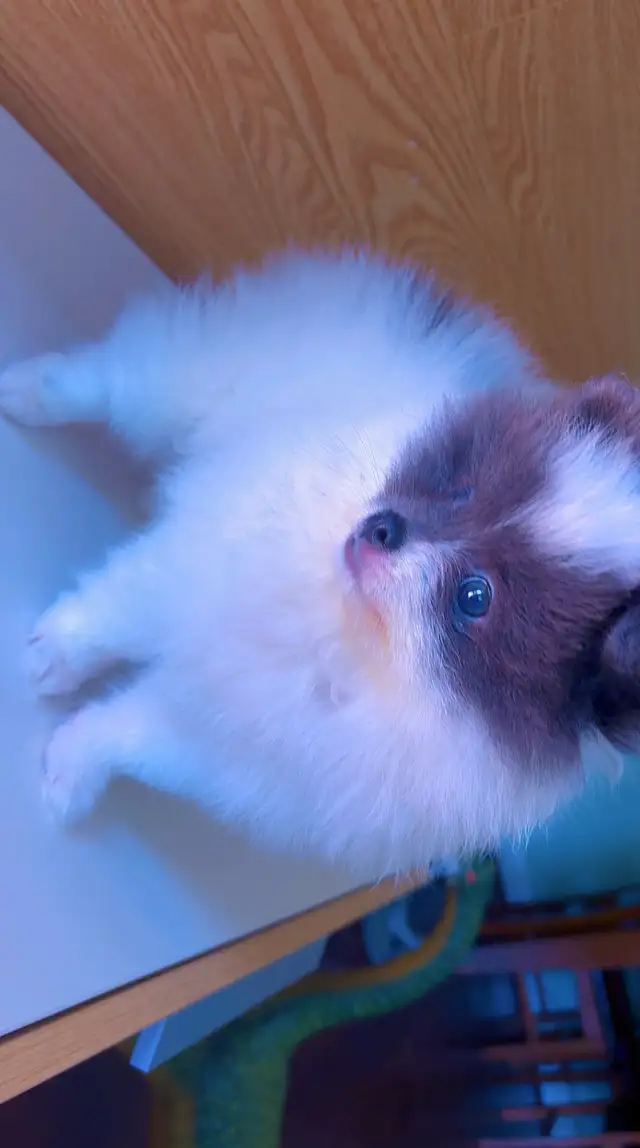 Pomeranian puppy for sale in Dogs & Puppies for Rehoming in City of Toronto - Image 6