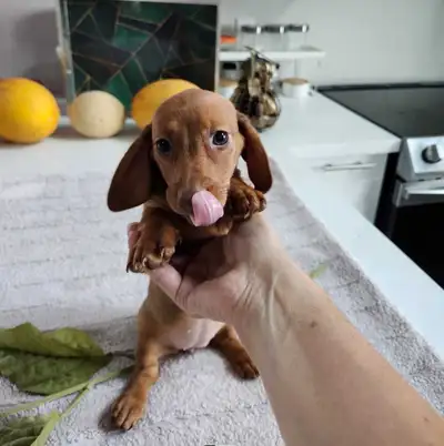 ADORABLE DACHSHUND PUPPIES, View more