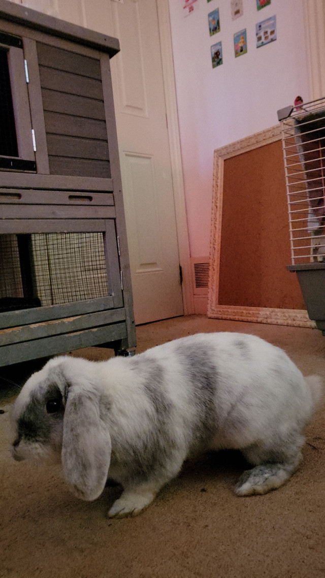 Male Holland Lop Bunny seeking forever home  in Small Animals for Rehoming in Peterborough - Image 3