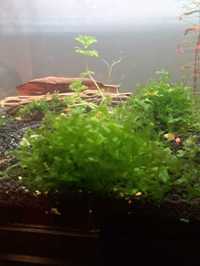 Aquarium plants in Fish for Rehoming in Moncton