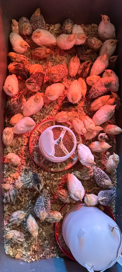 Approx 30 1+ week olds reg $5 each Approx 30 2+ week olds reg $6 each Deal for whole lot. Please con...
