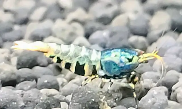 High Quality Caridina Shrimps in Fish for Rehoming in Ottawa - Image 3