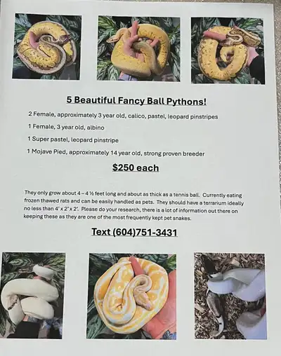 2 female calico, leopard, pastel pinstripe 1 female super pastel, leopard pinstripe. 3 years old, re...