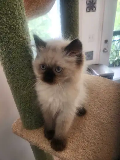 Chaton femelle Himalayen de deux mois vermifugée non vaccinée