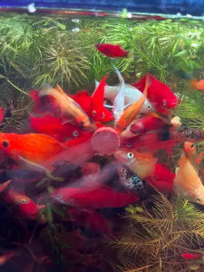  red velvet swordtail, View more