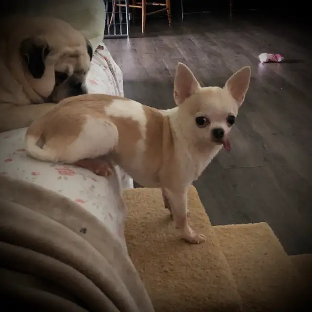 Small Dog Sitting/Daycare/Over Night in Dogs & Puppies for Rehoming in St. Catharines - Image 3