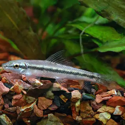 FREE Chinese Algae Eater, View more