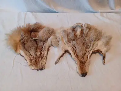 REAL COYOTE HEAD PELTS, View more