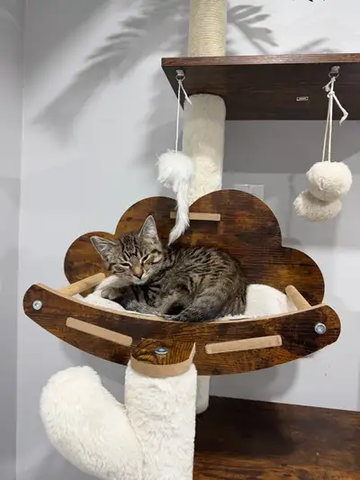 adorable kitten needs a new home!, View more