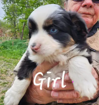 4 BEAUTIFUL MINI AUSTRALIAN SHEPARDS. Their ready and waiting to be your forever fur babies. DOB Apr...