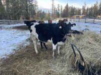 Holstein milk cow takes any calf you put with her 