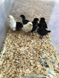 BYM CHICKS FOR SALE