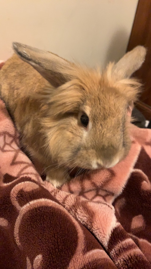 Male rabbit comes with big cage and lots of food and bedding Small