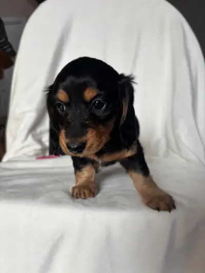 Adorable Dachshund Puppies, View more