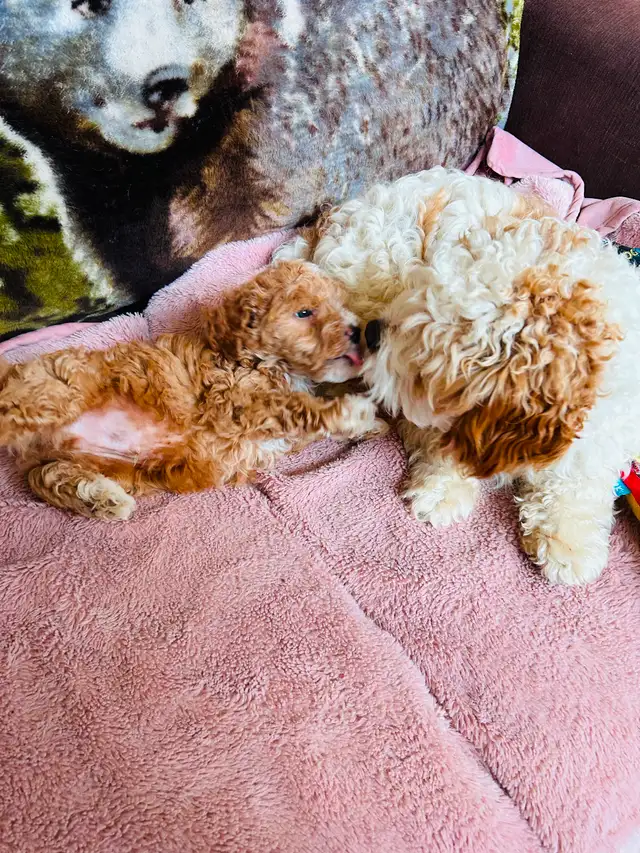 Beautiful Cavapoo Puppies in Dogs & Puppies for Rehoming in Markham / York Region - Image 2
