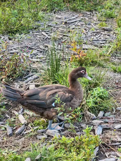 Male ducks muscovy, View more