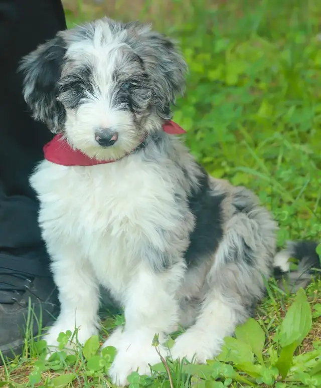 6 TRÈS  RARES BORDOODLES, DOODLES,   CHIOTS,PUPPY in Dogs & Puppies for Rehoming in Laurentides - Image 3