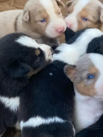 Australian Shepherd x Husky Puppies, View more