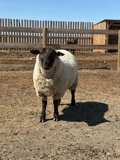 Proven Suffolk Ram , View more