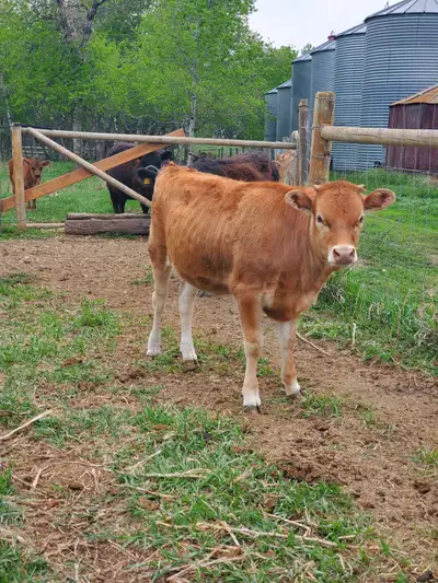 Mom was Jersey/Holstein bred to a Simmental. Dad was Pure Bred Miniature Jersey. We have our milk co...