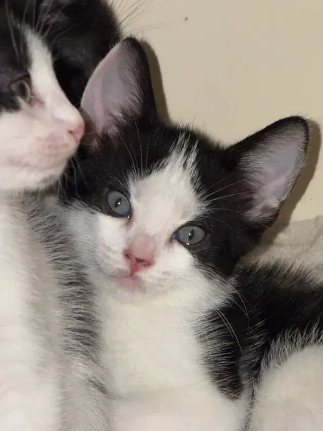 Kittens-   pest control lineage in Cats & Kittens for Rehoming in Delta/Surrey/Langley - Image 4