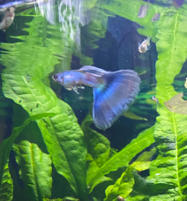 Green delta guppies in Fish for Rehoming in Ottawa