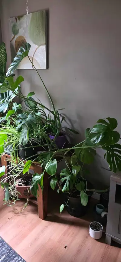 Monstera Plant, View more