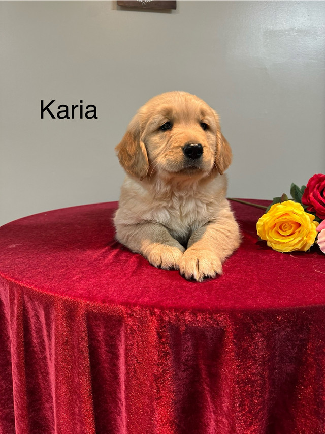 Purebred Golden Retrievers in Dogs & Puppies for Rehoming in Kitchener / Waterloo