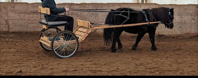 Boggey poney dans Accessoires pour bétails et chevaux  à Lanaudière - Image 3