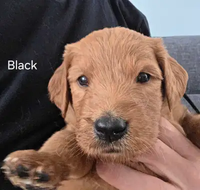 Golden Doodle/ Retriever, View more