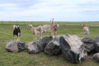 Decorative Landscaping Rocks