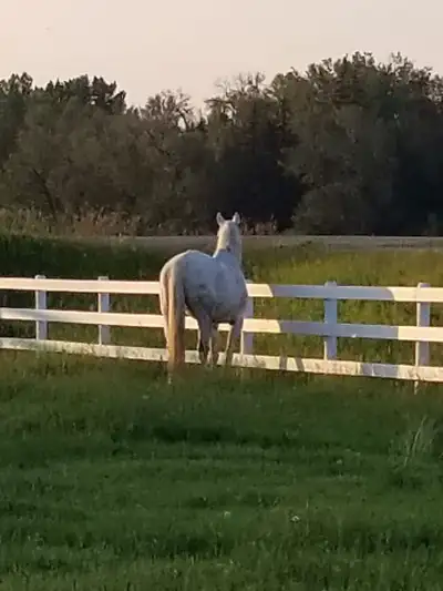 Pasture Horse Board - Within City Limits!, View more