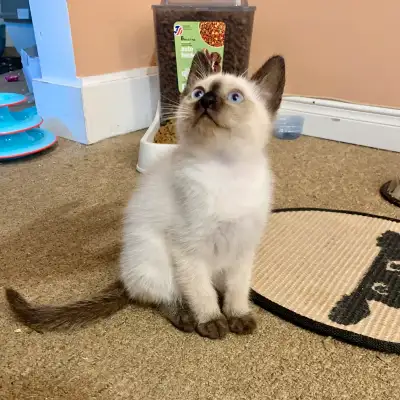 Chatons Siamois Seal Point pure race – Prêts pour adoption ! Adoptez un compagnon exceptionnel ! Nou...